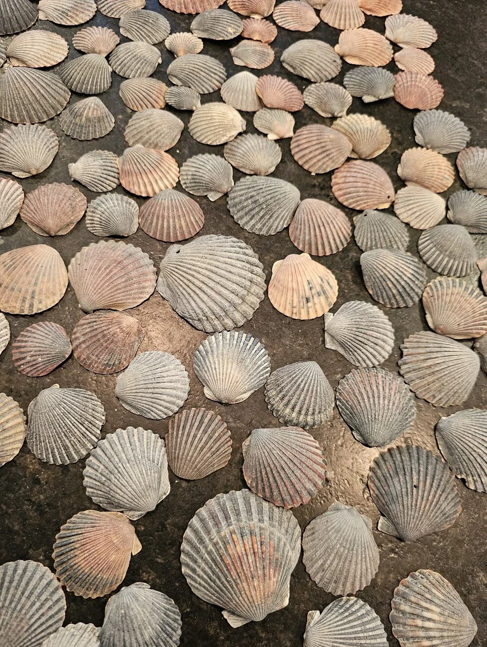229 Seashells Natural Pink, Gray, Cream for Crafting, Stained Glass, Jewelry